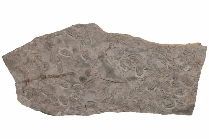 Ordovician Trilobite Mortality Plate - Tafraoute, Morocco #194101